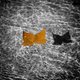 Illustration for article titled Shooting Challenge Fall Leaves Gallery 10